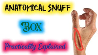 anatomical snuff box  anatomical snuff box anatomy [upl. by Teplica]