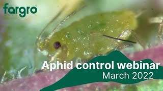 Aphid identification [upl. by Lashonde]