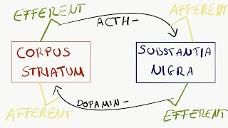 Afferent und Efferent [upl. by Guise]