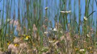 Tallgrass Prairie  FIND Iowa [upl. by Nysa]