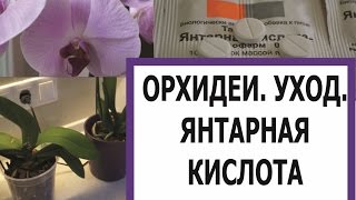 ОРХИДЕИ УХОД ЯНТАРНАЯ КИСЛОТАORCHIDS  CARE SUCCINIC ACID [upl. by Nylicaj]