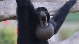 Screaming Gibbons [upl. by Filler]