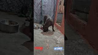 Pitbull pet Dog lekthebestkennel [upl. by Haroved]