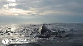 Excursión Encuentro con Ballenas y la Cultura del Pacífico Colombiano [upl. by Koblick]