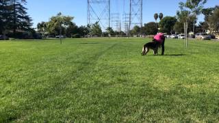 How To Teach Dog To Fetch and Bring It Back  The Basics [upl. by Idyh]