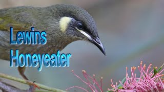 Lewins Honeyeater [upl. by Dwan]