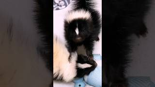 Tiny Skunk Has A Big Attitude l The Dodo animals wildlife thedodo [upl. by Lazaruk]