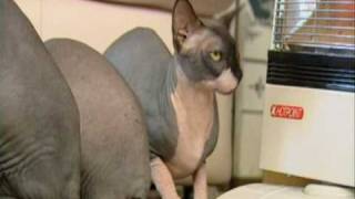 Sphynx Cats [upl. by Gabrielli]