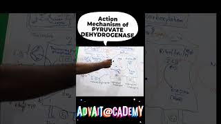 Mechanism of action of pyruvate dehydrogenase complex [upl. by Aicital]