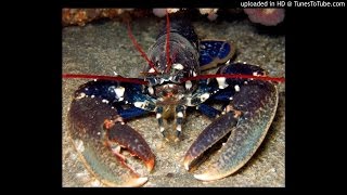 La chanson du homard  Klimperei  Alice au pays des merveilles [upl. by Suehtomit]