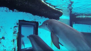 Dolphins How Smart are They Actually  Inside the Animal Mind  BBC Earth [upl. by Enaywd]