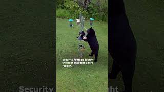 Watch Wisconsin black bear caught eating from bird feeder Shorts [upl. by Oly]