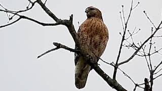 Large RedShouldered Hawk calling in my backyard [upl. by Raleigh37]