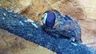 Syrphid Fly  Hover Fly Larva Emerging from Pupa and Preparing to Fly male Dioprosopa clavata [upl. by Sykleb841]