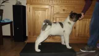 American Akita Growing from mini bear to huge bear in 8 months [upl. by Cohbert]