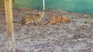 Serval and Caracal fight or play [upl. by Assyla365]