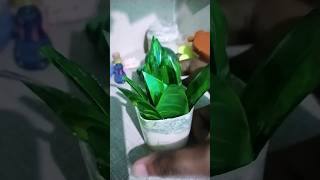 shortvideo art painting make a small planter with the help of waste plastic bottle [upl. by Anny511]