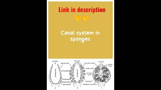 canal system in sponges [upl. by Alika]