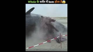 why are sharks so dangerous😨 shorts trending allfacts shark whale facts [upl. by Ynnej374]