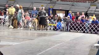 Akc dog show [upl. by Ellehsad252]