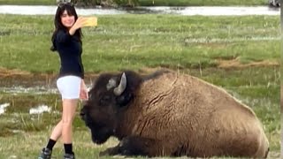 Gigantic Bison Lunges at Tourist Who Tried to Pet It [upl. by Lebatsirhc29]