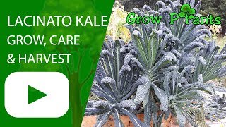 Lacinato Kale  growing care amp harvesting [upl. by Giavani]