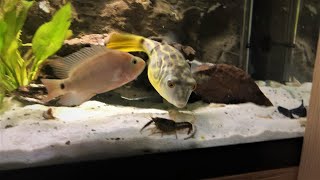 AGGRESSIVE PUFFER FISH vs LIVE CRAYFISH  LIVE FEEDING [upl. by Marv]