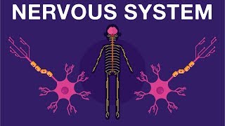 Nervous System  Get to know our nervous system a bit closer how does it works  Neurology [upl. by Irita500]