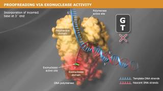 DNA Replication with a Proofreading Polymerase [upl. by Jerald131]