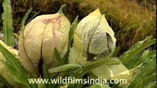 Brahma Kamal Saussurea obvallata [upl. by Jerry534]