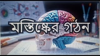 মস্তিস্কের গঠনপার্ট।মেডিকেল প্রিপারেশন। Brain StructureHSC Zoology [upl. by Nallek406]