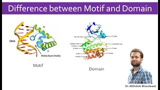 Protein motifs and domains  secondary structure of proteins [upl. by Ledarf]