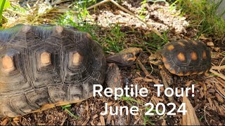 EPIC Reptile Tour Comprehensive Tour EVERYONE is out [upl. by Limak315]