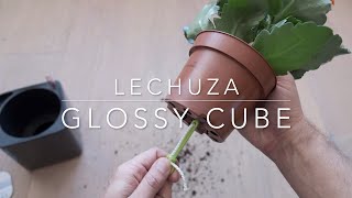 Lechuza selfwatering Planter Glossy Cube [upl. by Nadaba896]