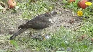 Sparrowhawk plucking a Starling 2 [upl. by Raff]