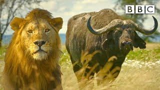 Lion pride works together to hunt buffalo 🦁 Serengeti II  BBC [upl. by Drud]