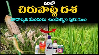 Paddy Cultivation  Varilo potta dasha  Paddy Pests and Diseases management  Agriculture [upl. by Brine]