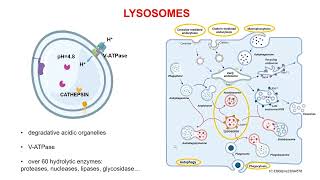 The Exploitation of Lysosomes in Cancer Therapy with Graphenebased Nanomaterials [upl. by Glad]