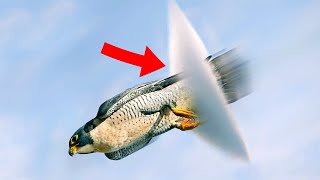 Top 10 Birds Who Can Fly THROUGH The Sound Barrier [upl. by Bocyaj546]