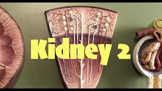 Kidney 2 [upl. by Aehsa]