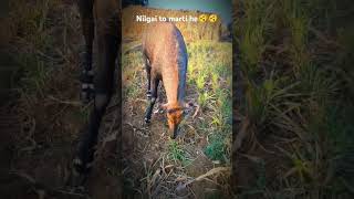 mini vlog 5100day🫎shortsviral youtubeshorts nilgai viralvideo newsong hindisong gircow 10k [upl. by Nytsuj]