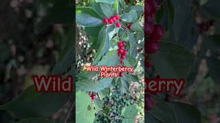 Wild Winterberry Plants ☠️🧪🫐 [upl. by Eamaj]