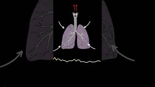 AUSCULTACIÓN PULMONAR Crepitantes ruidos pulmonares normales y anormales medicina shorts [upl. by Silohcin965]