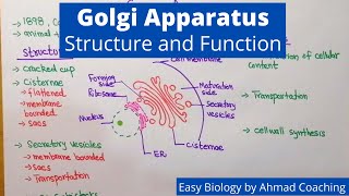 Golgi Apparatus Structure and Function  Easy Biology Lesson in English [upl. by Cohen]