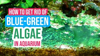 How to Get Rid of BlueGreen Algae or Cyanobacteria in Your Aquarium [upl. by Robbyn861]