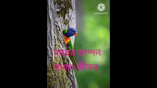 Mayer Kandon jabot jibon Sarifuddin  Shahnaz najmin recordingmusic 2024 [upl. by Gae]