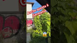 Anche questa è Germania E IO PAGO [upl. by Enaj117]