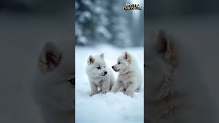 quotEnchanted Snow White Wolf Cubs in a Magical Winter Playtimequot  You Must See wolf cuteanimals [upl. by Aronson]