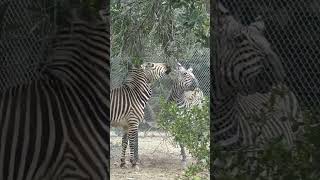 CRI du ZEBRE 🦓 BRUIT du ZEBRE [upl. by Yffub740]