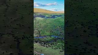 Yaks on the plateau， In Tibet [upl. by Dworman217]